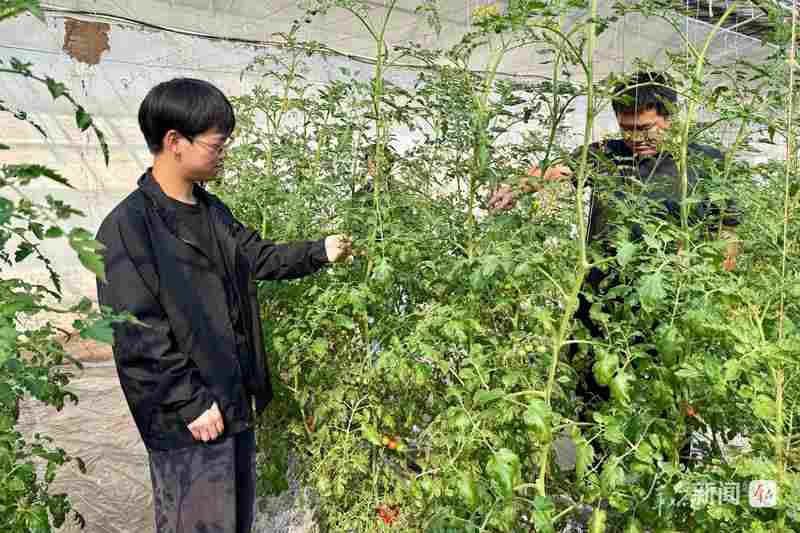  陕西科技小院星罗棋布；研究生沉浸田野一线，情系三农书写华章。 教育招生