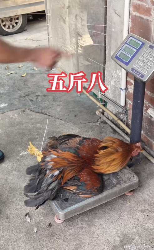 排队两小时,吃到却失望:莫氏鸡煲涨价引发的消费反思 情感心理