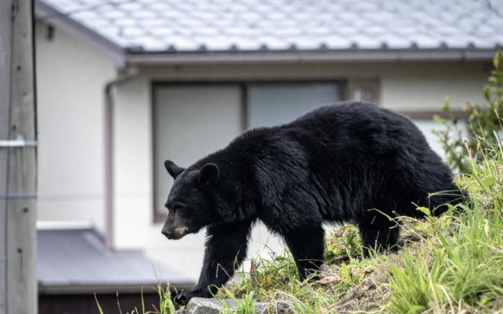  东京都市圈黑熊渗透机制深度剖析：地理屏障失效与生态廊道扩张的技术逻辑 新闻