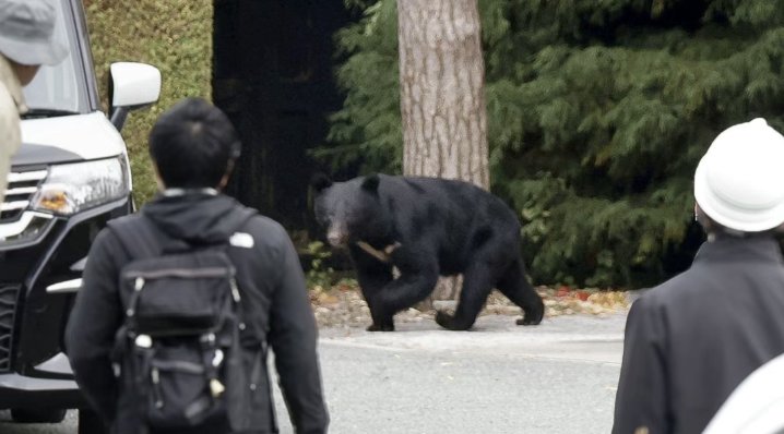  东京都市圈黑熊渗透机制深度剖析：地理屏障失效与生态廊道扩张的技术逻辑 新闻